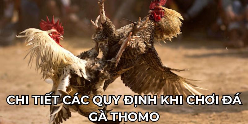 Chi tiết các quy định khi chơi đá gà thomo