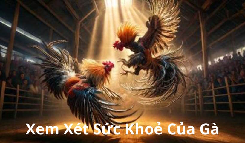 Xem xét tình hình sức khoẻ của đá gà nòi