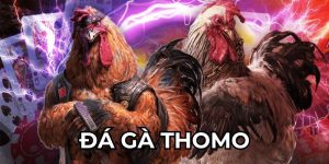 Đá gà Thomo