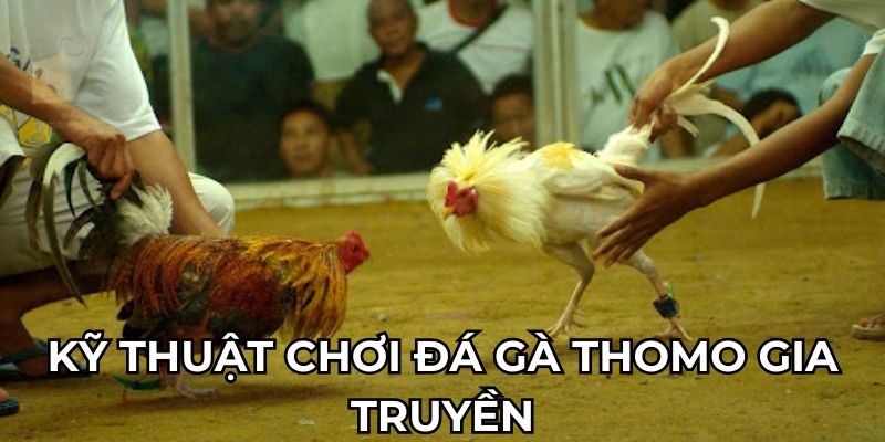 Kỹ thuật chơi đá gà thomo gia truyền