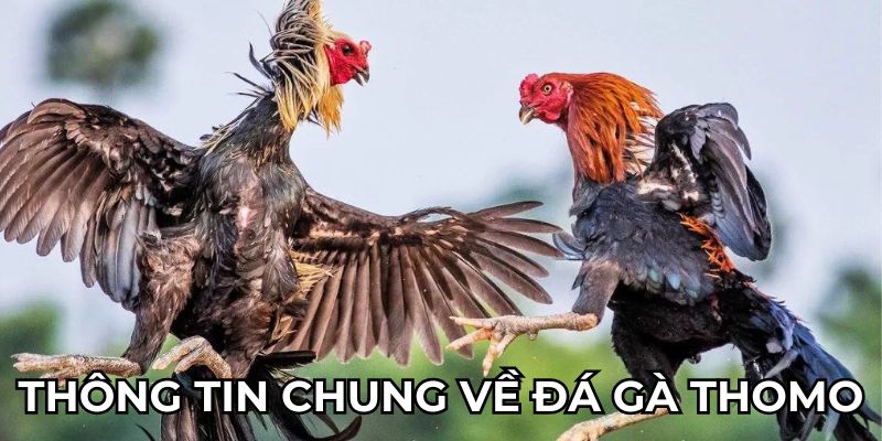 Thông tin chung về đá gà thomo